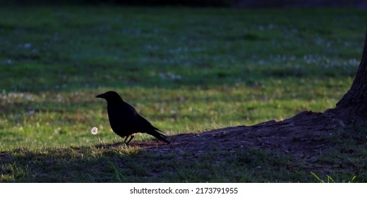 Cute Raven On A Summer Meadow