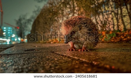 Cute real hedgehog is looking in the camera at dusk in autumn.