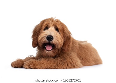 Cute red / abricot Australian Cobberdog / Labradoodle dog pup, laying down side ways. Mouth open, pink tongue out. Isolated on white background.