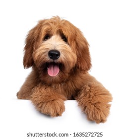 Cute red / abricot Australian Cobberdog / Labradoodle dog pup, laying down facing front. Mouth open, pink tongue out. Isolated on white background. Paws hanging over edge. - Shutterstock ID 1635272725