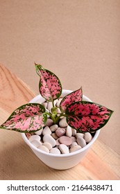 Cute Red Aglaonema In Pot