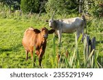 Cute Red Angus cow with grass in her mouth standing in field staring with friendly expression, Quebec City, Quebec, Canada