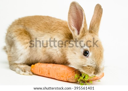 Cute red baby easter rabbit eating carrot on white background