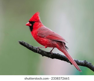 A cute red bird is sitting on a tree branch