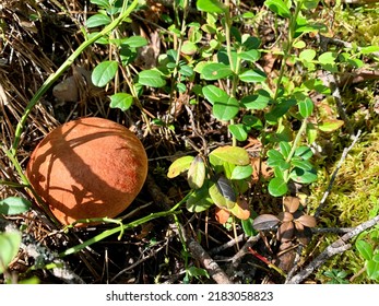 Cute Red Cap Mushroom In The Forest