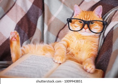 Cute red cat in glasses lying on sofa with book - Powered by Shutterstock