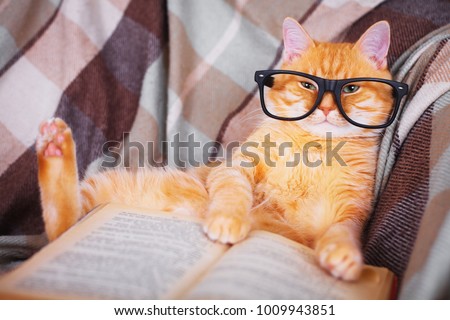 Cute red cat in glasses lying on sofa with book