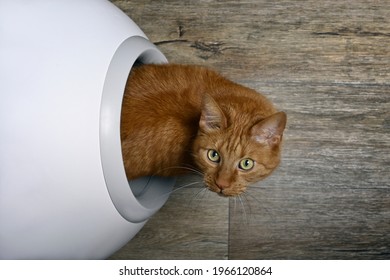 Cute red cat looking curious out of a self-cleaning litter box, seen directly from above.