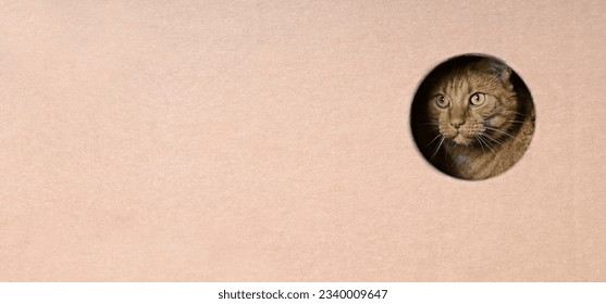 Cute red cat looking curious out of a hole in a cardboard box. Panoramic image with copy space. - Powered by Shutterstock