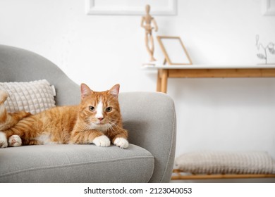 Cute Red Cat Lying In Grey Armchair At Home