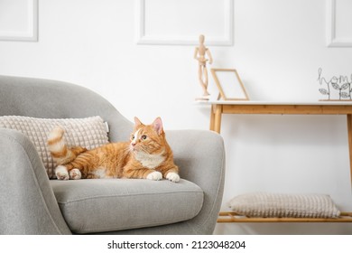 Cute red cat lying in grey armchair at home - Shutterstock ID 2123048204