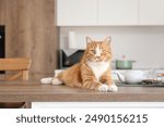 Cute red cat lying on table in kitchen