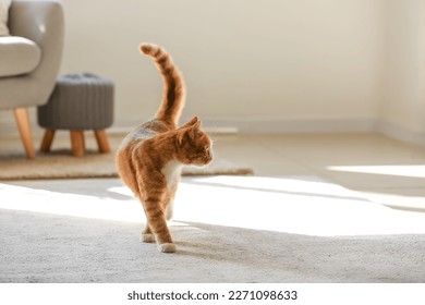 Cute red cat on carpet in living room - Shutterstock ID 2271098633