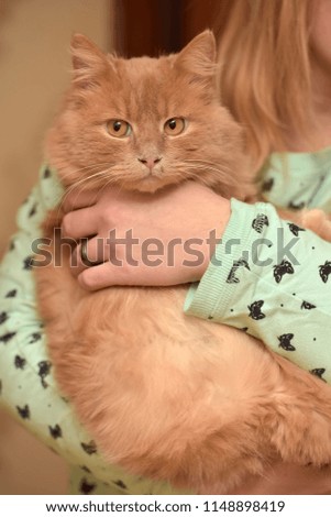 cute red cat on female hands