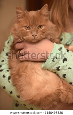 cute red cat on female hands