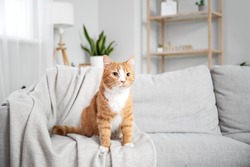 Cute Red Cat On Grey Sofa In Living Room