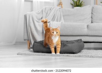 Cute red cat in pet bed near sofa