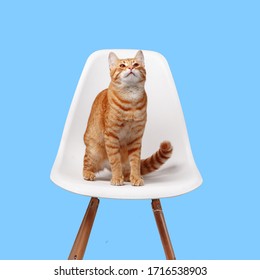cute red cat sits on a white chair on a blue background - Powered by Shutterstock