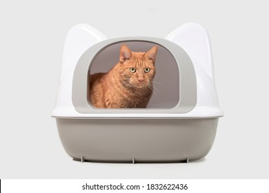 Cute red cat sitting in a closed litter box and looking away. Isolated on gray with copy space.