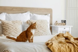 Cute Red Cat Sitting On Bed At Home