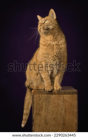 Cute red cat sitting on wooden podium and looking funny away. Verical image.