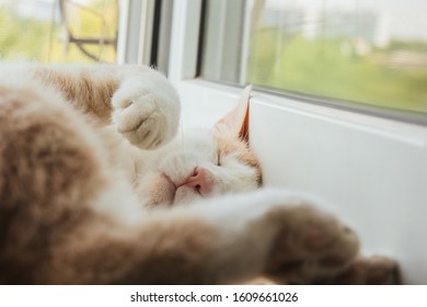 Cute red cat sleeps at home near the window in a funny pose. Relax, relaxation, rumbling. View from above