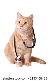 Cute Red Cat With Stethoscope. Veterinary Concept.