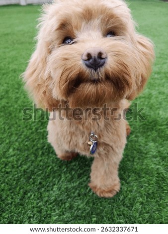 Cute red cavapoo puppy snoot