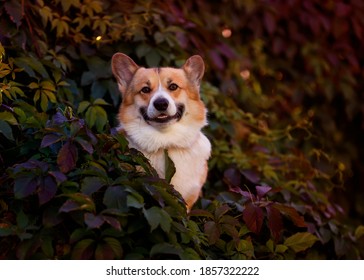 cute red Corgi dog sits in the thickets of grapes with bright autumn leaves in the garden