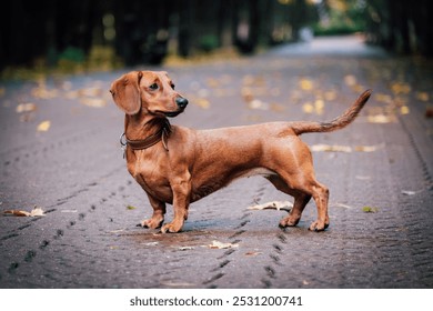 Cute red dachshund in autumn park.