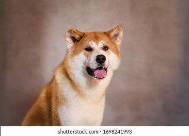 秋田犬 の画像 写真素材 ベクター画像 Shutterstock