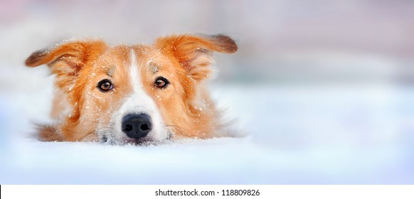 Cute red dog border collie lying in the snow, portrait - Powered by Shutterstock