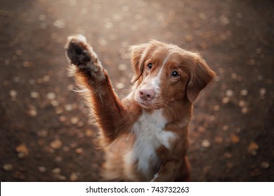 cute red dog waving paw. Breed New Scotland Retriever. Autumn