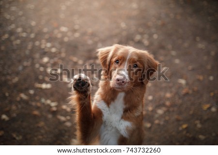 cute red dog waving paw. Breed New Scotland Retriever. Autumn
