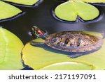 Cute Red Eared Slider Turtle resting on a Lily Pad