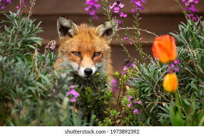 Cute Red Fox Among Tulips In Spring, UK. 