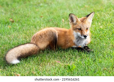 Cute red fox cub on green grass - Shutterstock ID 2195616261