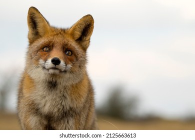 Cute Red Fox Face Close Up