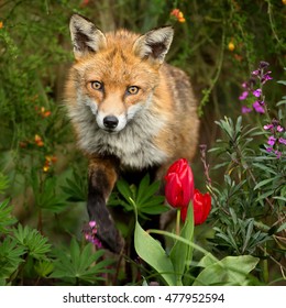 Cute Red Fox In The Flower Garden In Spring, UK. Urban Wildlife.