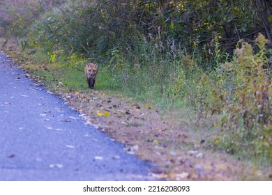 Cute Red Fox Pup In Autumn