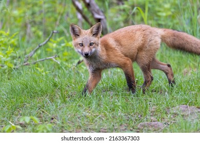 Cute Red Fox Pup In Early Summer