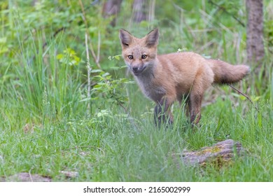 Cute Red Fox Pup In Early Summer