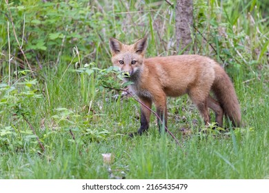 Cute Red Fox Pup In Early Summer