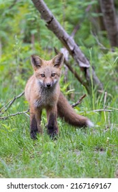 Cute Red Fox Pup In Early Summer