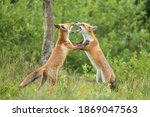 Cute Red Fox pupies playing. Bitting and scratching each other. Vulpes vulpes near forest. Beautiful animal in the nature habitat. Wildlife scene from the wild nature. Cute animal in habitat.
