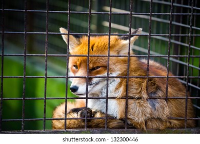 Cute Red Fox Suffering In The Cage