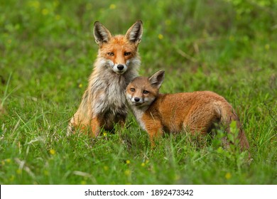 Cute red fox, vulpes vulpes, cub nestling to her mother on green grass in springtime. Adorable animal family in wilderness. Mammal offspring touching her guarding mother. - Shutterstock ID 1892473342