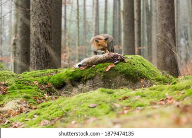 Cute red fox, Vulpes vulpes, eats prey caught in the autumn forest in a natural wilderness setting. Fox in the frozen grass. Wild scene of wild nature, Germany, Europe. Cute animal in the environment.