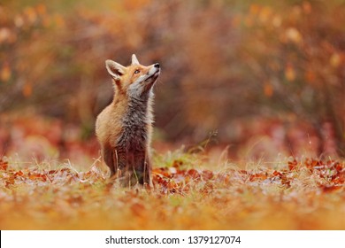 Симпатичный рыжий лис, Vulpes vulpes в осеннем лесу. Прекрасное животное в естественной среде обитания. Сцена дикой природы из дикой природы, Германия, Европа. Симпатичное животное в среде обитания. Рыжая лиса бежит по оранжевому осеннему отпуску