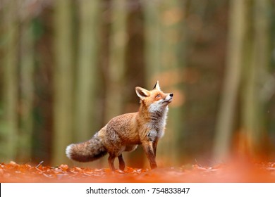 Cute Red Fox, Vulpes vulpes in fall forest. Beautiful animal in the nature habitat. Wildlife scene from the wild nature. Red fox running in orange autumn leaves. 